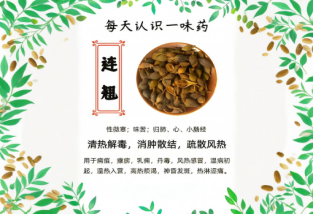 中藥《連翹》的功效與作用及連翹種植技術與栽培管理